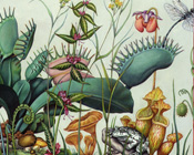 Flora and Fauna sample 8